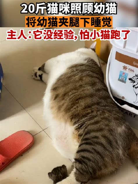 20斤猫咪将幼猫夹腿下睡觉 ，主人：它没经验，怕小猫跑了|幼猫|猫_新浪新闻