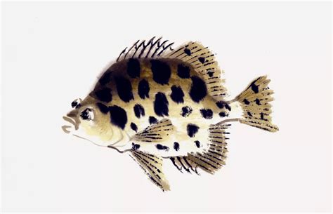 五六岁简笔画优秀作品 带颜色热带鱼的画法图解💛巧艺网