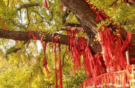 中国千年古树，为什么被“挂”满红布条，导游：不仅仅是为了祈福