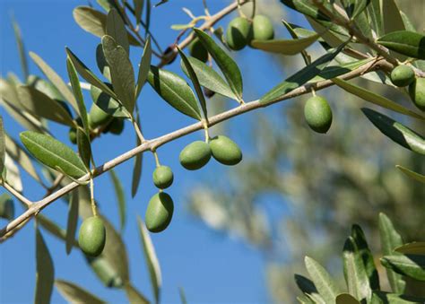 橄榄 树 橄榄树 绿色 性质 景观 厂 叶子 橄榄色格罗夫图片免费下载 - 觅知网