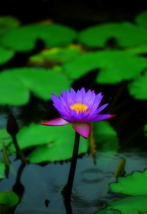 紫莲花图片-美丽的紫莲花特写素材-高清图片-摄影照片-寻图免费打包下载
