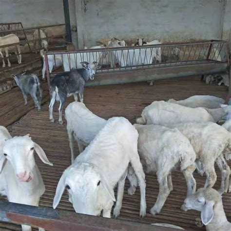 快过年了！羊价终于涨了！河北黑龙江新疆内蒙古湖羊养殖基地怀孕湖羊母羊价格低湖羊种羊多少钱一只 - 知乎
