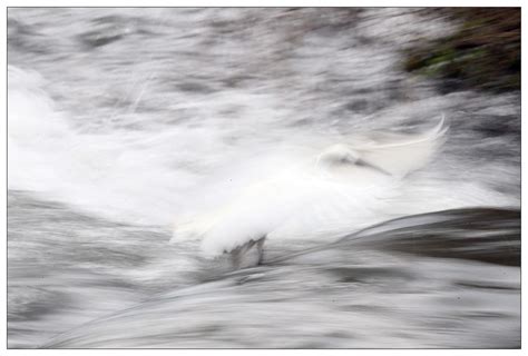 一只在暴雨中迷失方向和高度的白鹭-中关村在线摄影论坛
