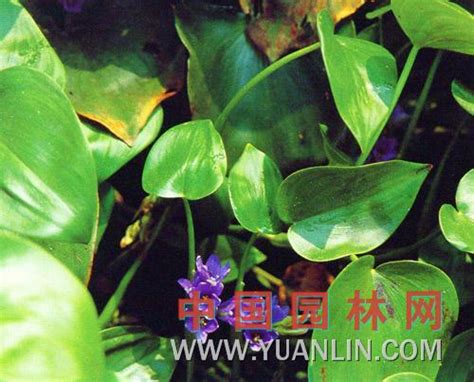 鸭舌草-中国的野菜轻-图片