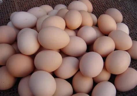 2020年11月7日三黄鸡蛋价格行情、今日三黄鸡蛋多少钱一斤？ - 农产品价格 - 蛇农网
