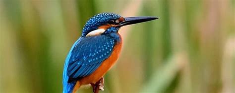 普通翠鸟是几级保护动物 - 业百科