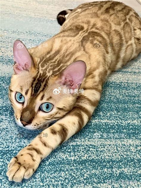孟加拉豹猫-所有色系(Color)超级详解 - 知乎