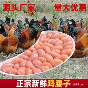 散养公鸡 - 第2页 - 国鸡(麻鸡/三黄鸡/土鸡)专区 鸡病专业网论坛