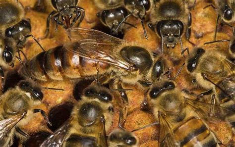 卡尼鄂拉蜂 - 蜜蜂百科 - 养蜂人