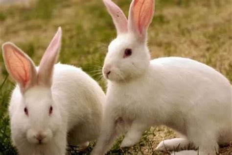 属兔的几月出生最好命 - 属兔的几月份出生最好命 - 吉名屋