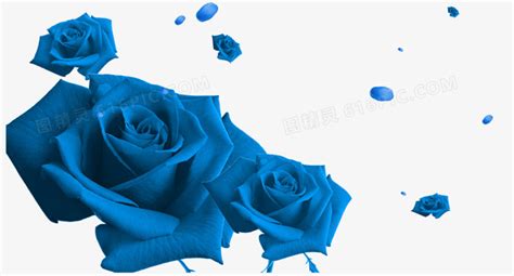 蓝玫瑰图片
