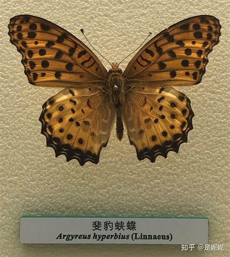蝴蝶图鉴图片