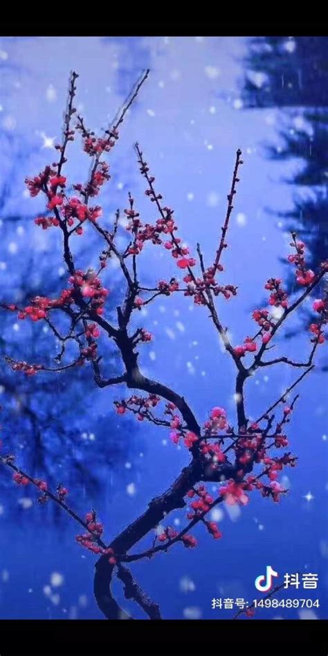 寒梅傲雪图片