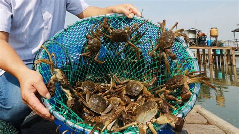 为什么阳澄湖大闸蟹这么好吃？