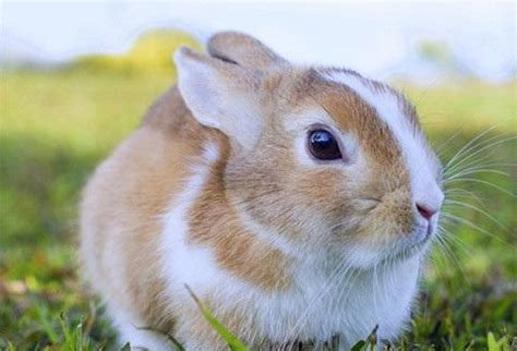 兔子养殖品种有哪些？看完终于知道怎么选了-农百科