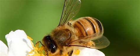蜜蜂的特点和生活特征，蜜蜂特点与习性的表格