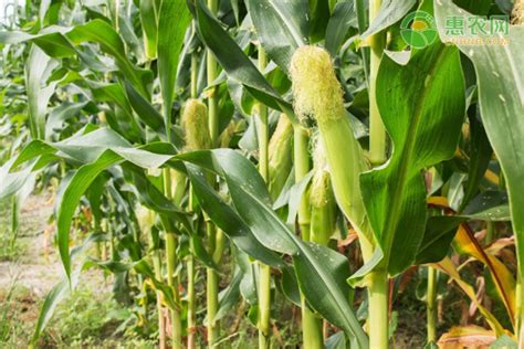 适合山东种植的玉米品种 - 惠农网
