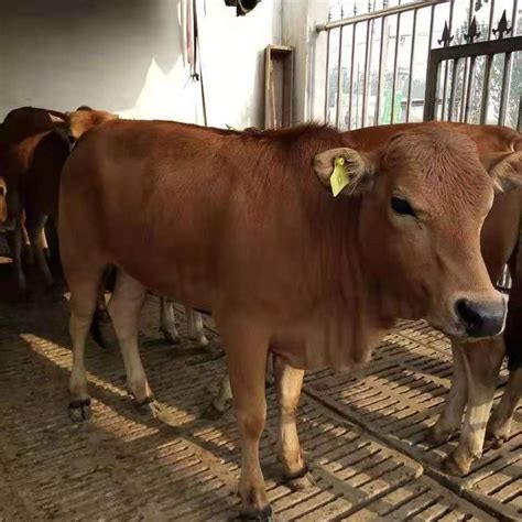 利木赞牛母牛 牛犊 养殖 土黄牛 肉牛牛犊多少钱一头-阿里巴巴