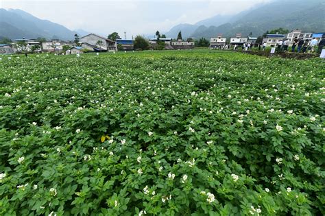 图片新闻|巫溪：小土豆为乡村振兴添“薯”光 - 重庆日报网