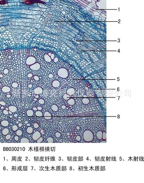 山竹横切面图片-山竹横切面图片素材免费下载-千库网