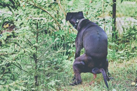 一只大黑狗在公园里大便，坐在草地上，张开爪子高清摄影大图-千库网