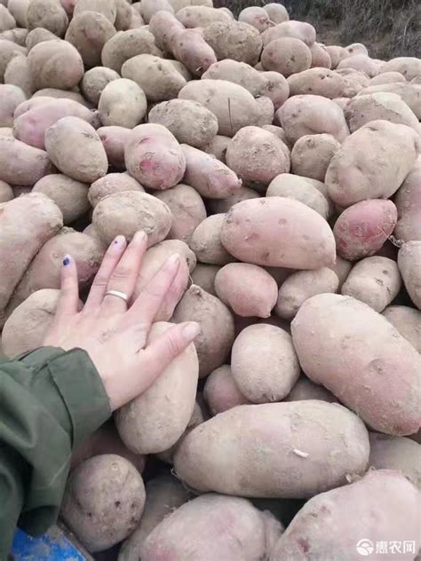 马铃薯土豆老品种洋芋新货定西精选农家肥种植初级农产品5斤包邮_虎窝淘