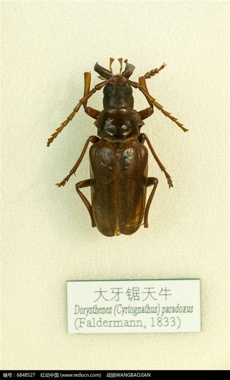 昆虫甲虫橙斑白条天牛的标本高清图片下载_红动中国