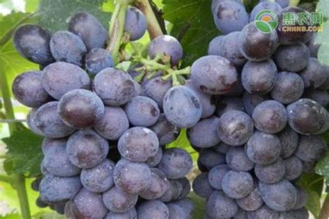 葡萄是什么季节的水果-绿宝园林网