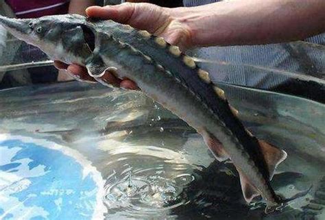 加拿大一条搁浅的2米长鲟鱼被志愿者解救 放归河流