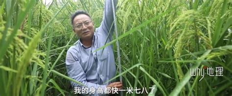 超耐盐碱特性的“巨型稻”开始试种 - 知乎