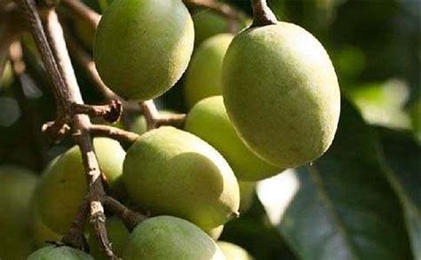 橄榄果的功效与作用 橄榄果有哪些营养价值 - 学堂在线健康网