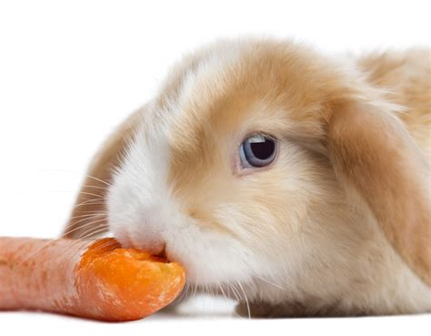 拔萝卜的小兔子插画图片下载-正版图片401915688-摄图网