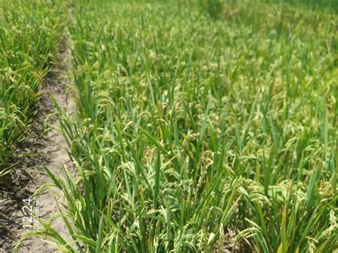 我校在水稻抗旱机制研究中取得新进展-华中农业大学研究生院