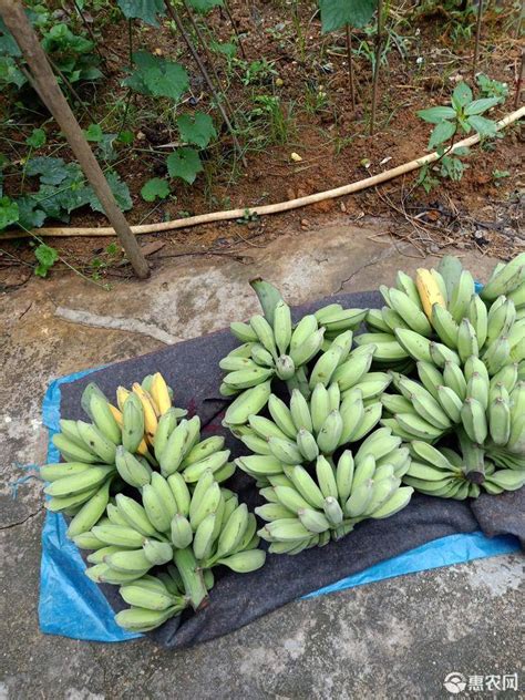 [牛角蕉批发]牛角蕉 老农民天然野生芭蕉价格19元/箱 - 惠农网