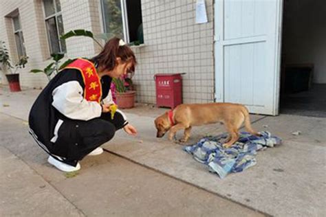 文学院初心志愿者协会社区队开展喂养流浪猫狗活动-济南大学文学院