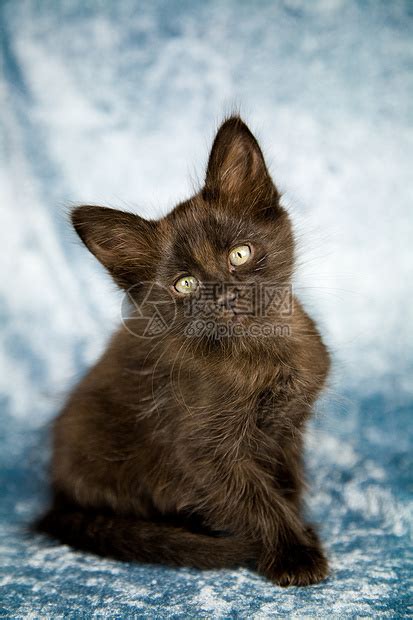 小黑猫起什么名字合适-想要养猫咪，一定要起个好听的名字-酷派宠物网