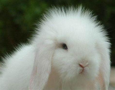 小白兔，白又白，两只耳朵垂下来……咦？