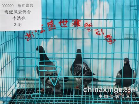 开尔国际赛鸽爱心公棚（春棚）图片查看-中国信鸽信息网各地公棚
