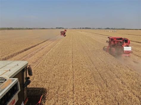 河南安阳麦收进行时，北斗无人农机一两天收完1200亩地！