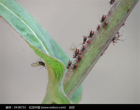 害虫图片