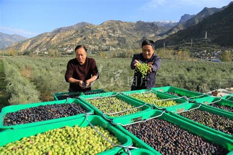 甘肃陇南：贫困村里的“新农民”-人民图片网