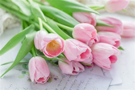 美丽的郁金香图片-美丽的粉色郁金香花卉素材-高清图片-摄影照片-寻图免费打包下载