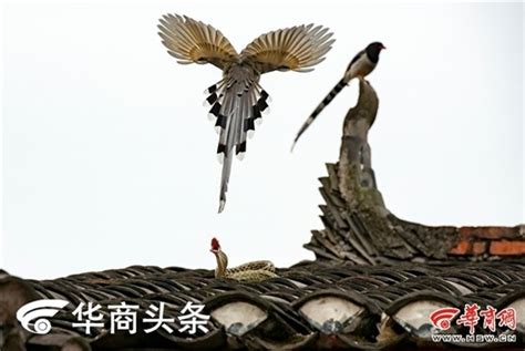 陕西农民屋顶上演蛇鸟大战结局意外_新浪图片