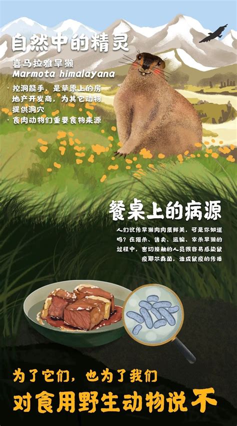 对食用野生动物行为说“不” - 中国自然保护区生物标本资源共享平台