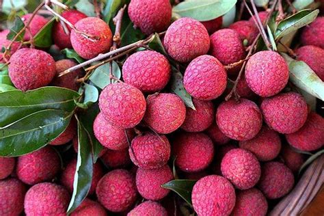 广西十大水果特产区，名誉全国，有你家乡的水果吗？|特产|水果|甘蔗_新浪新闻
