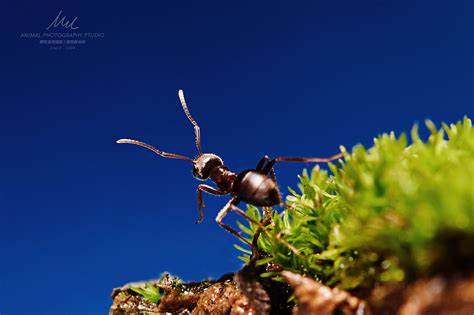 蚂蚁草高清图片-蚂蚁草素材-包图企业站