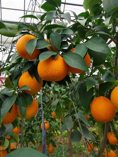 科技让湖州“红美人”柑橘产业高质量发展