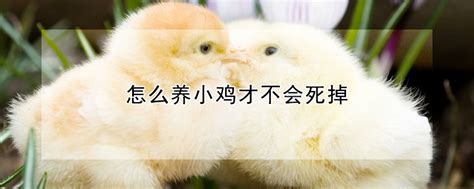小鸡吃撑了怎么救它 —【发财农业网】