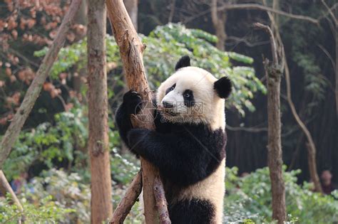 熊猫爬树高清图片下载-正版图片500803470-摄图网