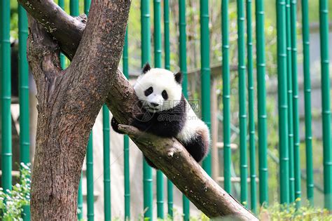 中国国宝大熊猫爬树高清图片下载-正版图片501653853-摄图网